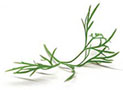 green dill