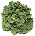 green lettuce
