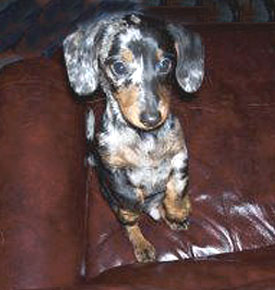 Harley Dachshund