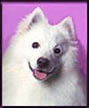 Dog Tricks, Tips and Insights